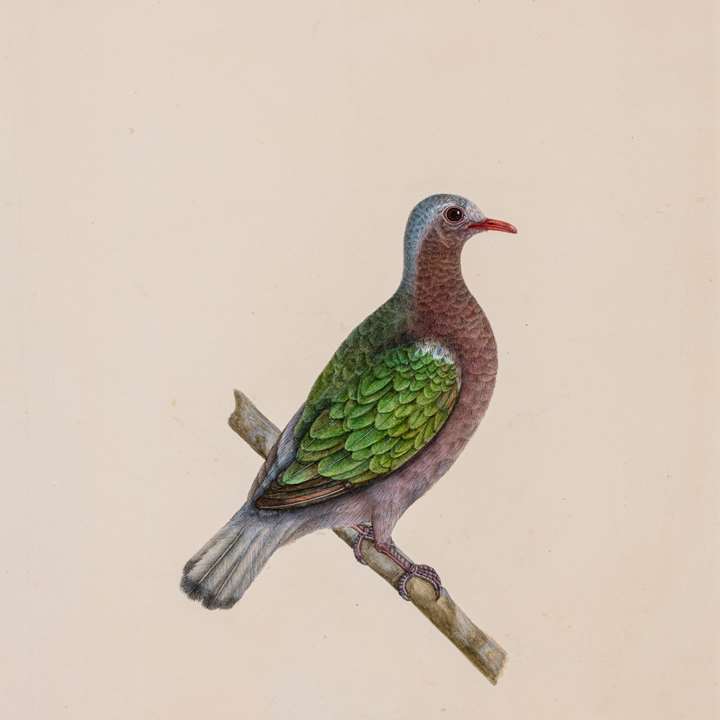 A Study of a Male Asian Emerald Dove, Chalcophaps indica